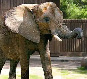 elephant for good luck