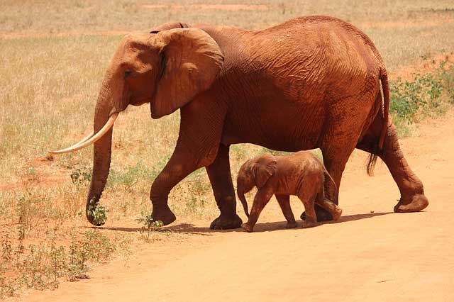 elephant bring good luck