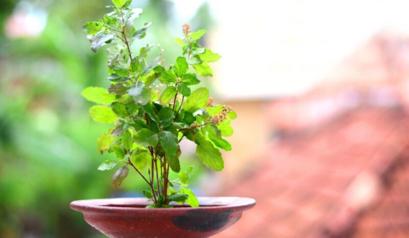 tulsi-plant 