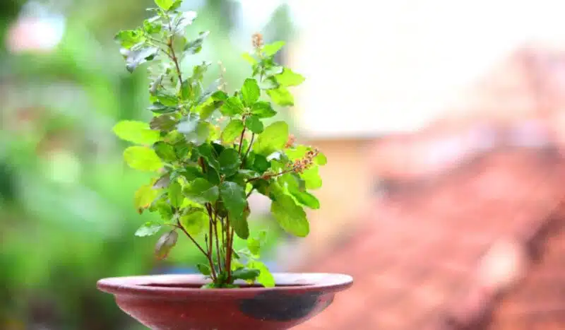 tulsi-plant 